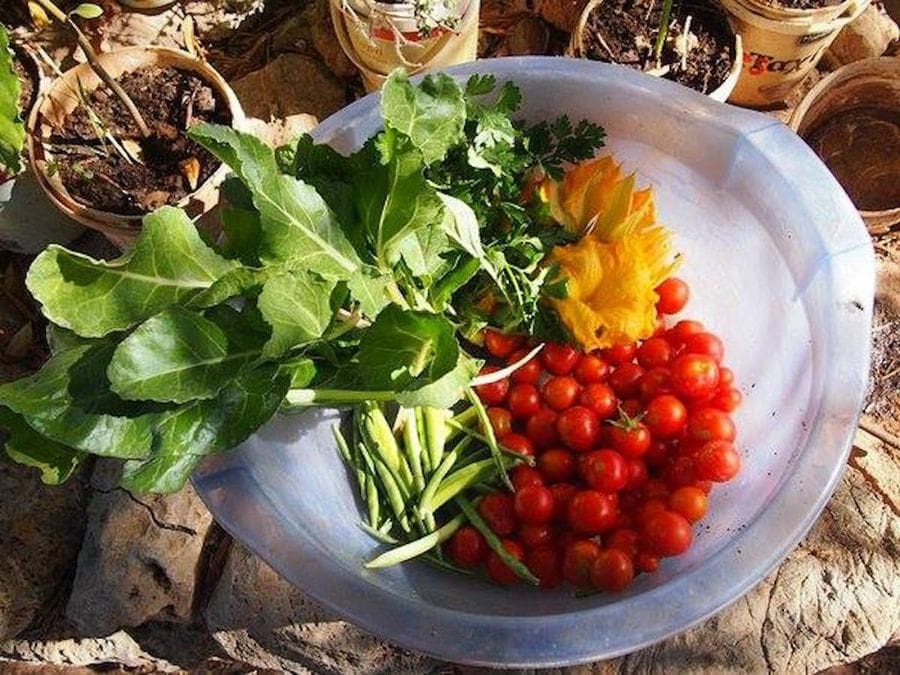view from above of plate with fresh parsley, herbs and cherries at Korogonas Ark surrounded by plants pots